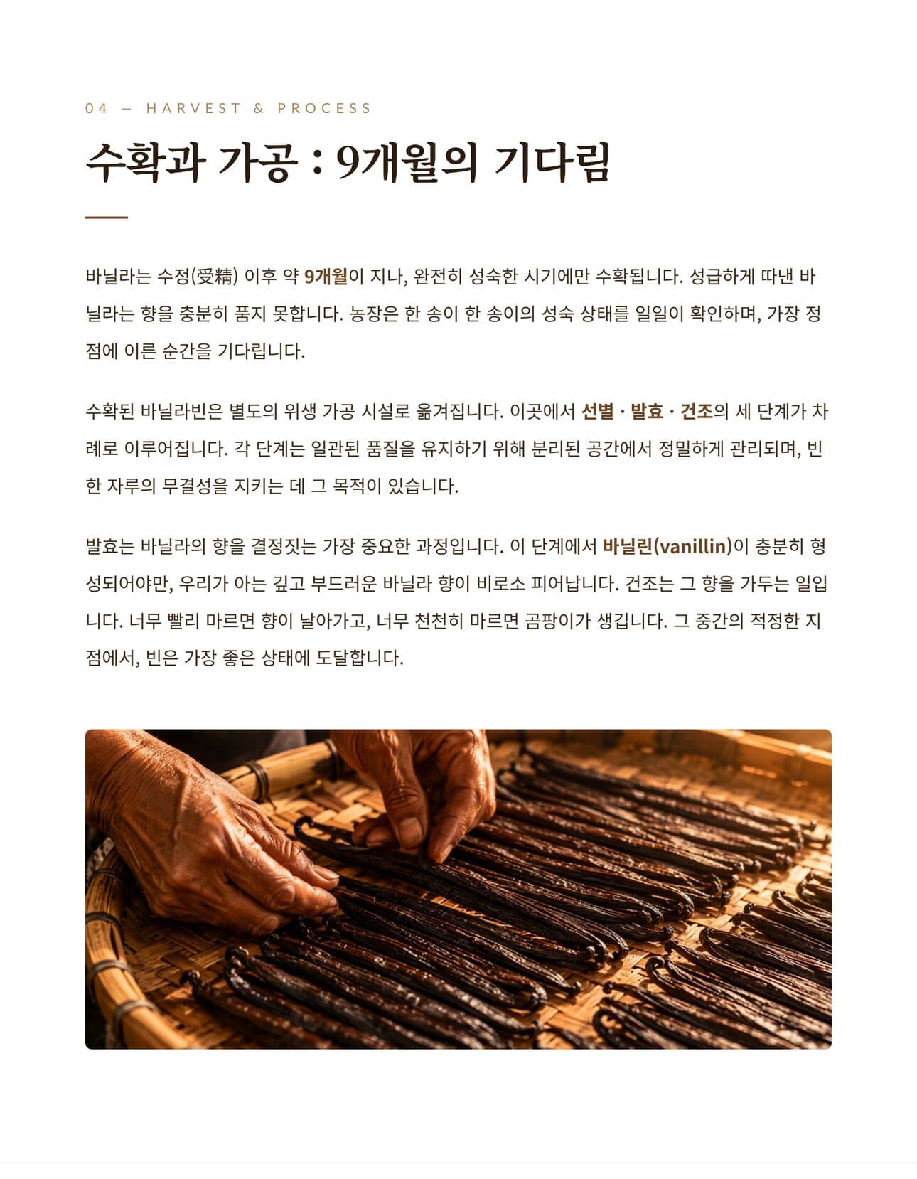 자바 바닐라빈 수확